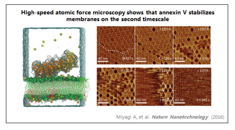 超高速視頻級原子力顯微鏡—HS-AFM